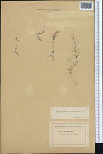 Zannichellia palustris L., Middle Asia, Muyunkumy, Balkhash & Betpak-Dala (M9) (Kazakhstan)
