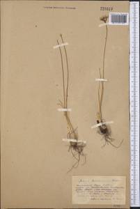 Allium stellerianum Willd., Middle Asia, Northern & Central Kazakhstan (M10) (Kazakhstan)