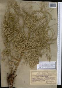 Limonium otolepis (Schrenk) Kuntze, Middle Asia, Western Tian Shan & Karatau (M3) (Kazakhstan)