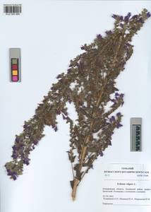 KUZ 005 989, Echium vulgare L., Siberia, Altai & Sayany Mountains (S2) (Russia)