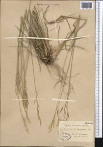 Piptatherum holciforme (M.Bieb.) Roem. & Schult., Middle Asia, Pamir & Pamiro-Alai (M2) (Turkmenistan)