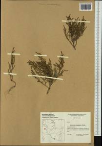 Salicornia europaea subsp. brachystachya (G. Mey.) Dahmen & Wissk., Western Europe (EUR) (Germany)