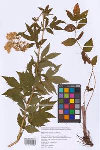 Filipendula ulmaria (L.) Maxim., Eastern Europe, Northern region (E1) (Russia)