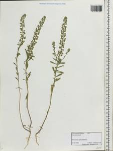 Alyssum alyssoides (L.) L., Eastern Europe, Rostov Oblast (E12a) (Russia)