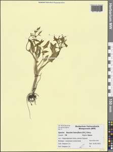 Ranunculus lateriflorus DC., Crimea (KRYM) (Russia)