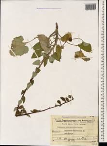 Campanula alliariifolia Willd., Caucasus, Stavropol Krai, Karachay-Cherkessia & Kabardino-Balkaria (K1b) (Russia)