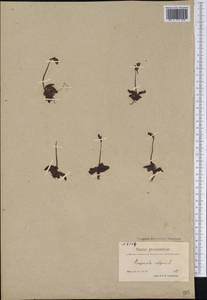 Pinguicula vulgaris L., America (AMER) (Greenland)