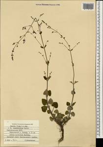 Nepeta teucriifolia, Caucasus, Azerbaijan (K6) (Azerbaijan)