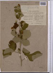 Rubus ×karakalensis Freyn, Middle Asia, Kopet Dag, Badkhyz, Small & Great Balkhan (M1) (Turkmenistan)