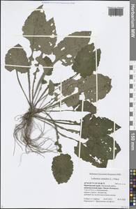 Leibnitzia anandria (L.) Nakai, Siberia, Russian Far East (S6) (Russia)