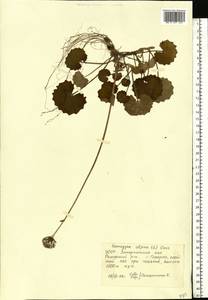 Homogyne alpina (L.) Cass., Eastern Europe, West Ukrainian region (E13) (Ukraine)