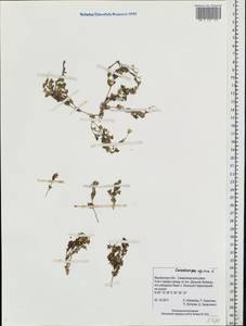 Cerastium alpinum L., Eastern Europe, Northern region (E1) (Russia)