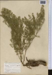Prangos pabularia subsp. sarawschanica (Regel & Schmalh.) Lyskov & Pimenov, Middle Asia, Pamir & Pamiro-Alai (M2) (Tajikistan)