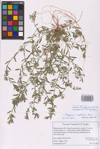 Polygonum humifusum Mert. ex K. Koch, Eastern Europe, Central forest region (E5) (Russia)