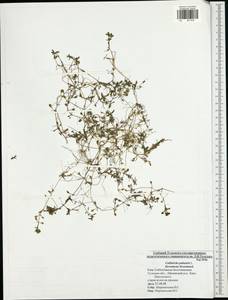 Callitriche palustris L., Eastern Europe, Central region (E4) (Russia)