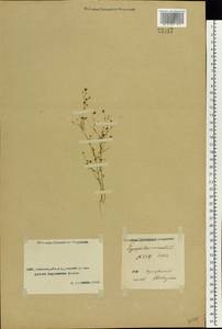 Psammophiliella muralis (L.) lkonn., Middle Asia, Caspian Ustyurt & Northern Aralia (M8) (Kazakhstan)