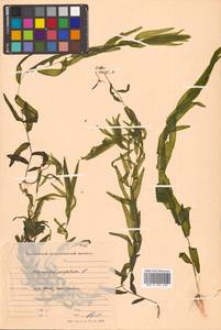 Potamogeton perfoliatus L., Siberia, Russian Far East (S6) (Russia)