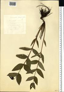 Clematis integrifolia L., Eastern Europe, Central forest-and-steppe region (E6) (Russia)