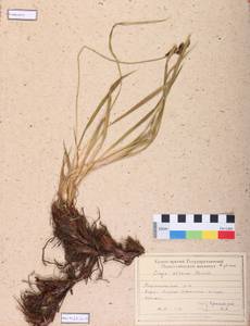 Carex altaica (Gorodkov) V.I.Krecz., Siberia, Central Siberia (S3) (Russia)
