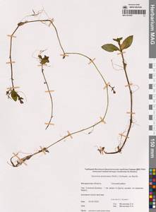 Veronica americana (Raf.) Schwein. ex Benth., Siberia, Chukotka & Kamchatka (S7) (Russia)