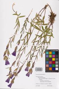 Gentiana pneumonanthe L., Eastern Europe, North-Western region (E2) (Russia)