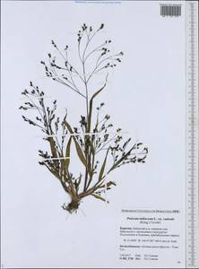 Panicum miliaceum L., Siberia, Baikal & Transbaikal region (S4) (Russia)