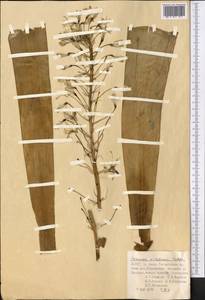 Eremurus aitchisonii Baker, Middle Asia, Pamir & Pamiro-Alai (M2) (Uzbekistan)