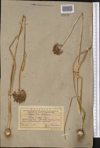 Allium fetisowii Regel, Middle Asia, Western Tian Shan & Karatau (M3) (Kazakhstan)