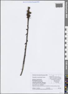 Hypopitys monotropa Crantz, Eastern Europe, Central region (E4) (Russia)