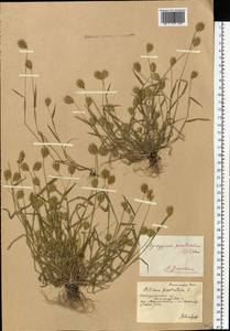 Eremopyrum triticeum (Gaertn.) Nevski, Eastern Europe, South Ukrainian region (E12) (Ukraine)