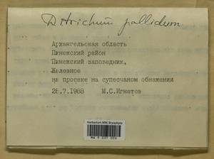 Ditrichum pallidum (Hedw.) Hampe, Bryophytes, Bryophytes - European North East (B7) (Russia)