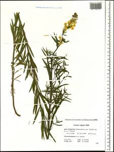 Linaria vulgaris Mill., Siberia, Baikal & Transbaikal region (S4) (Russia)