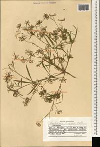 Koelpinia linearis Pall., South Asia, South Asia (Asia outside ex-Soviet states and Mongolia) (ASIA) (Afghanistan)