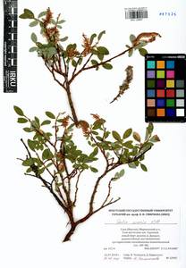 Salix caesia, Siberia, Yakutia (S5) (Russia)