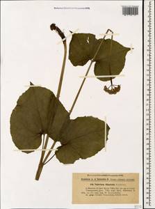 Valeriana tiliifolia Troitsky, Caucasus, Georgia (K4) (Georgia)
