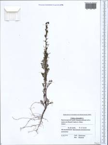Verbascum orientale (L.) All., Caucasus, Black Sea Shore (from Novorossiysk to Adler) (K3) (Russia)