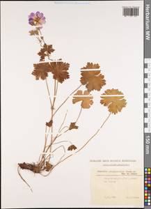 Geranium platypetalum Fisch. & C.A. Mey., Caucasus, Stavropol Krai, Karachay-Cherkessia & Kabardino-Balkaria (K1b) (Russia)