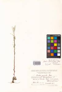 Arabis planisiliqua (Pers.) Rchb., Eastern Europe, Moscow region (E4a) (Russia)