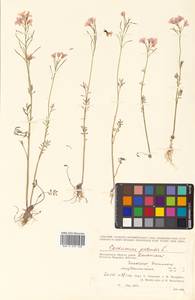 Cardamine pratensis L., Siberia, Chukotka & Kamchatka (S7) (Russia)