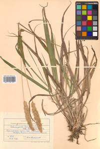 Calamagrostis korotkyi Litv., Siberia, Russian Far East (S6) (Russia)