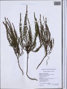 Calluna vulgaris (L.) Hull, Western Europe (EUR) (Poland)
