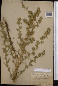 Ononis spinosa subsp. hircina (Jacq.)Gams, Middle Asia, Western Tian Shan & Karatau (M3) (Kazakhstan)