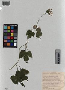 KUZ 004 699, Humulus lupulus L., Siberia, Altai & Sayany Mountains (S2) (Russia)