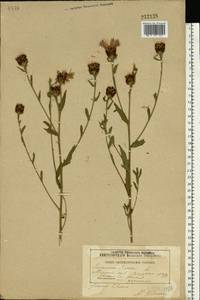 Centaurea jacea L., Eastern Europe, Belarus (E3a) (Belarus)