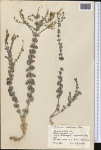 Linaria cretacea Fisch. ex Spreng., Middle Asia, Caspian Ustyurt & Northern Aralia (M8) (Kazakhstan)