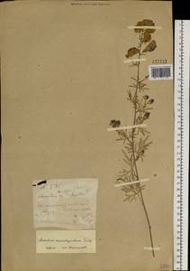 Aconitum macrorhynchum Turcz. ex Ledeb., Siberia, Baikal & Transbaikal region (S4) (Russia)