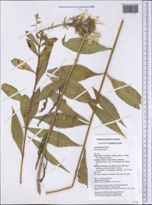 Phlox paniculata L., America (AMER) (United States)