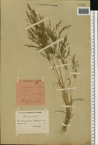 Apera spica-venti (L.) P.Beauv., Eastern Europe, South Ukrainian region (E12) (Ukraine)