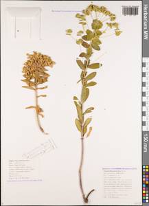 Euphorbia pannonica Host, Caucasus, Black Sea Shore (from Novorossiysk to Adler) (K3) (Russia)