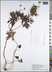 Geranium yesoense Franch. & Sav., Siberia, Russian Far East (S6) (Russia)